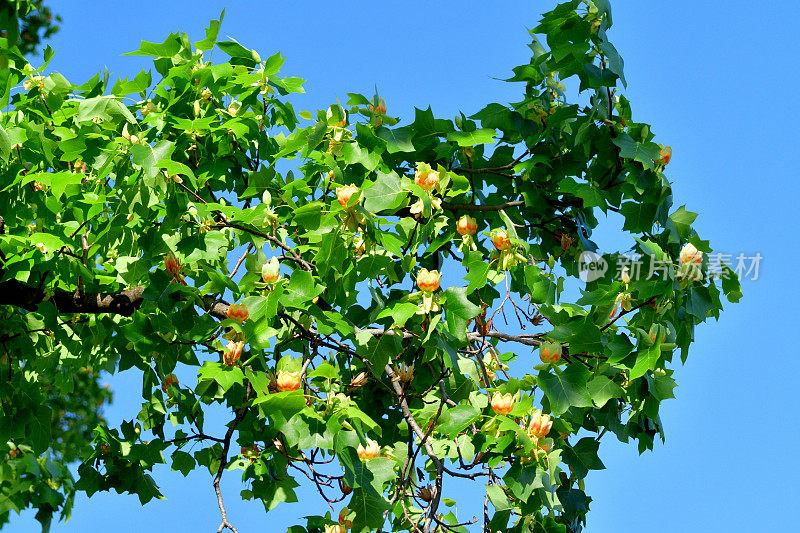 郁金香树花/鹅掌楸郁金香花